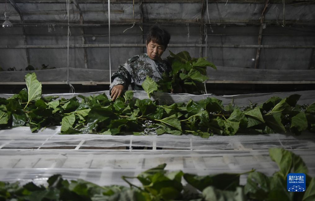 万人迷游戏激活码